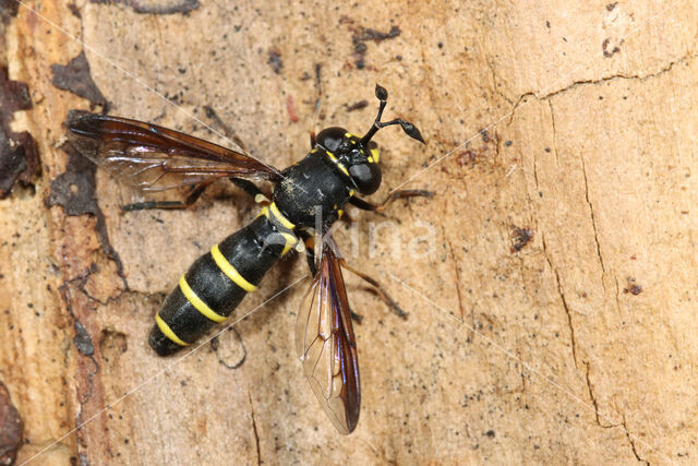 Normale Fopblaaskop (Ceriana conopsoides)