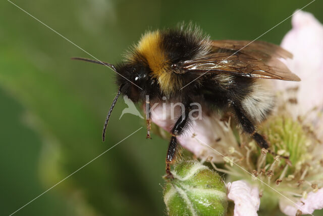 Vierkleurige koekoekshommel (Bombus sylvestris)