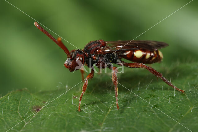 Wasp-bee (Nomada striata)