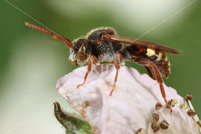 Boswespbij (Nomada opaca)