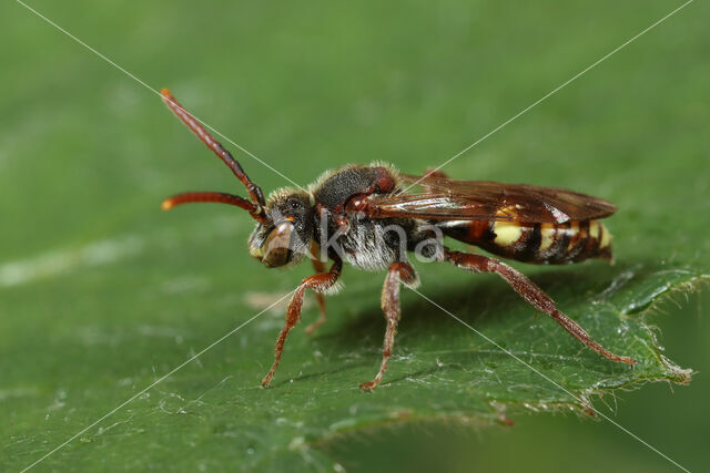 Nomada opaca