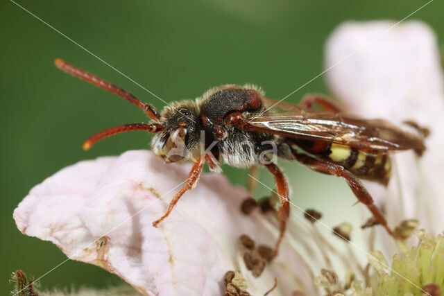 Boswespbij (Nomada opaca)