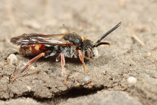 Wasp-bee (Nomada similis)