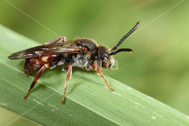 Wasp-bee (Nomada similis)