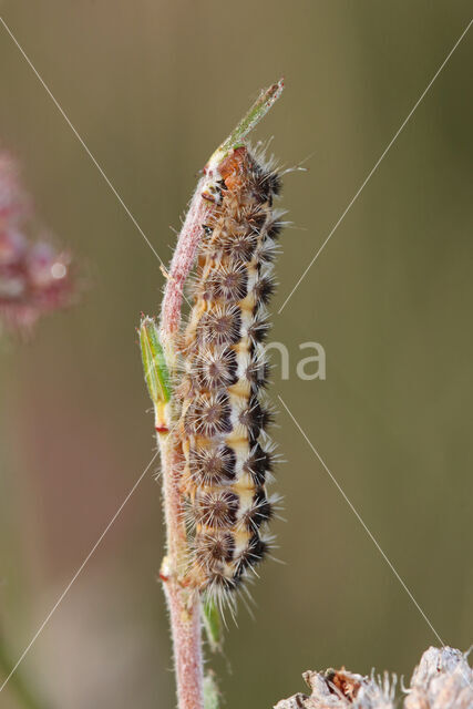 Bruine metaalvlinder (Rhagades pruni)