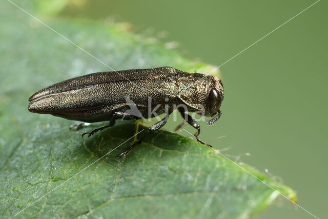 Agrilus cuprescens