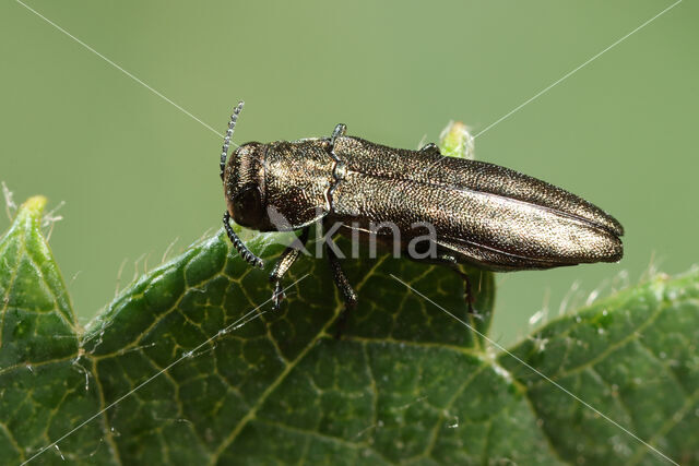 Agrilus cuprescens