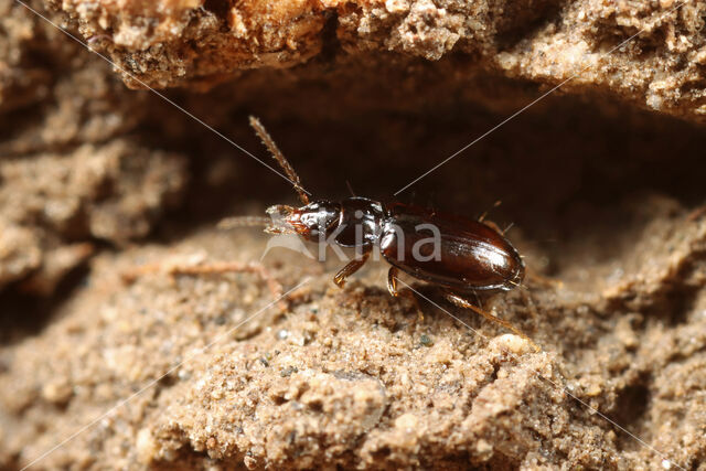 Tweestreep Knotje (Paratachys bistriatus)