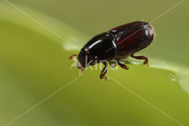 larger shothole borer (Scolytus mali)