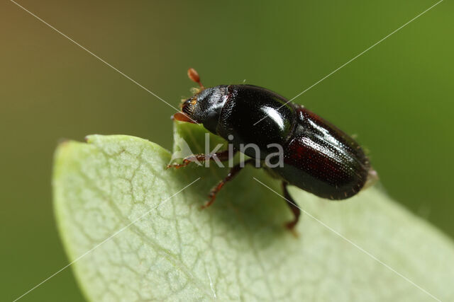 larger shothole borer (Scolytus mali)