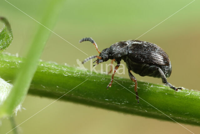 Bruchus luteicornis