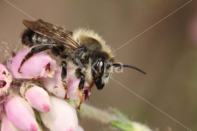 Ericabij (Megachile analis)