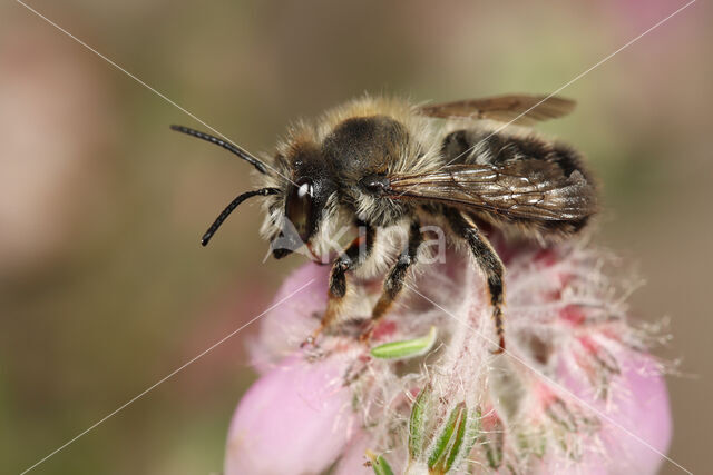 Ericabij (Megachile analis)