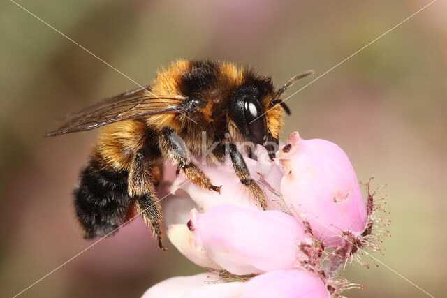 Ericabij (Megachile analis)