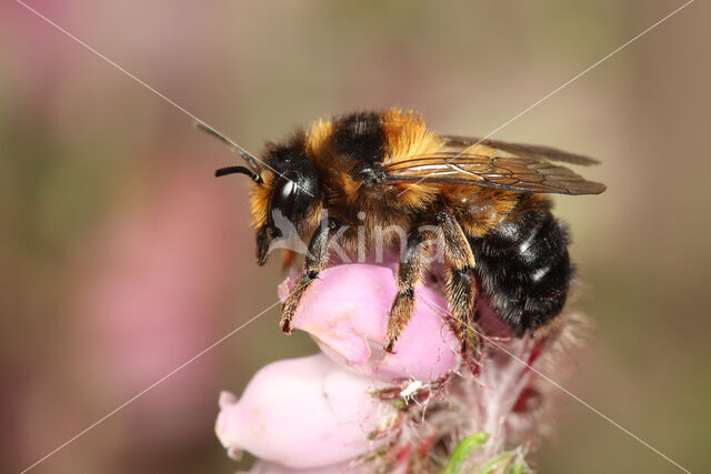 Ericabij (Megachile analis)