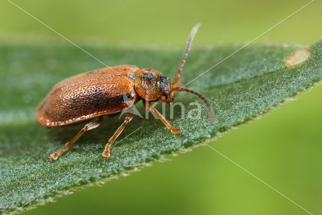 Galerucella calmariensis