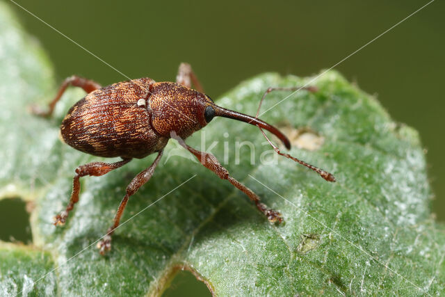 Curculio betulae