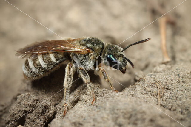 Zuidelijke gouden groefbij (Halictus leucaheneus)