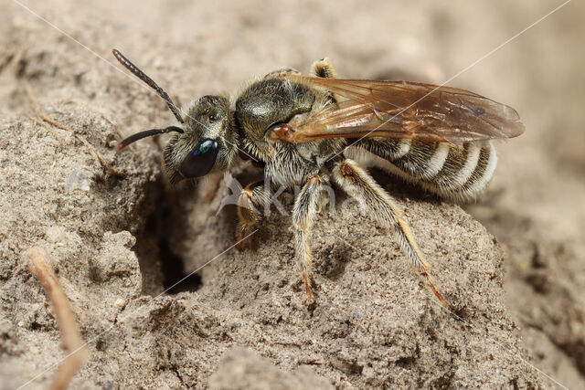 Zuidelijke gouden groefbij (Halictus leucaheneus)