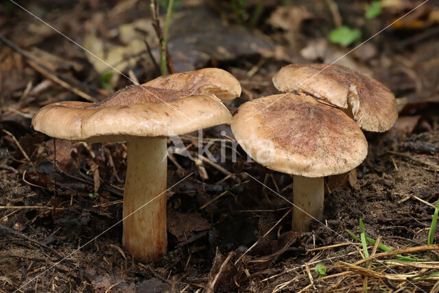 Tricholoma populinum