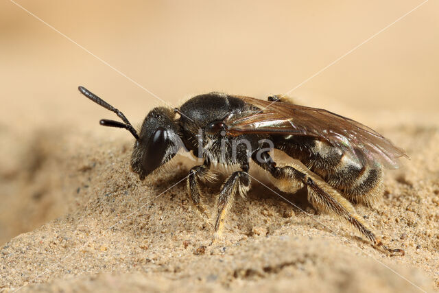 Groepjesgroefbij (Lasioglossum malachurum)