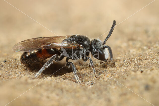 Grote spitstandbloedbij (Sphecodes puncticeps)