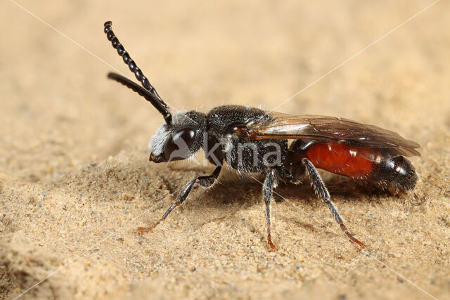 Sphecodes monilicornis