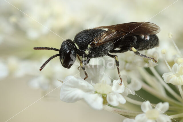 Hylaeus punctatus