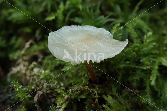 Goblet Parachute (Marasmiellus vaillantii)