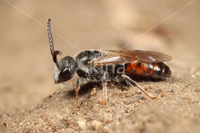 Sphecodes miniatus