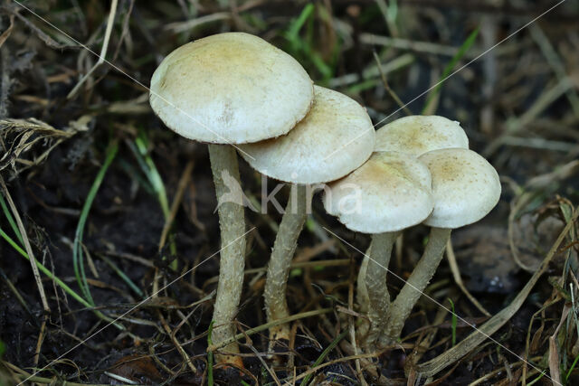 Sticky Scalycap (Pholiota gummosa)