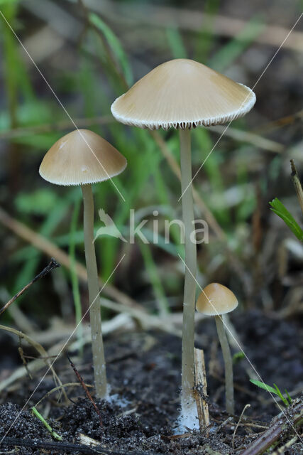 Dubbelgangerfranjehoed (Psathyrella pseudogracilis)