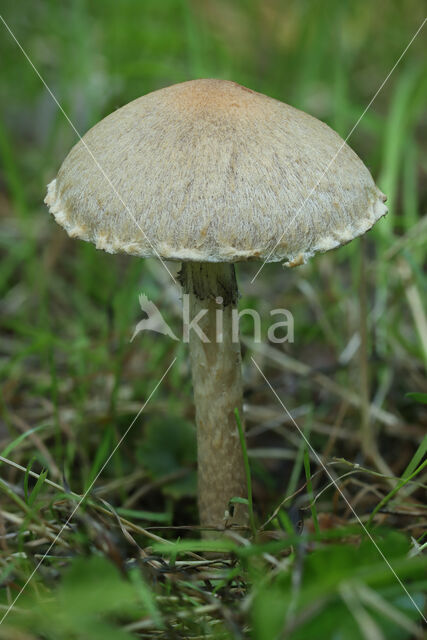 Weeping Widow (Lacrymaria lacrymabunda)