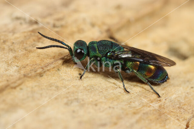 regenbooggoudwesp (Chrysis equestris)