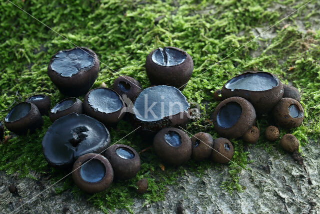 Black jelly drops (Bulgaria inquinans)