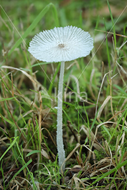 Hare'sfoot Inkcap (Coprinus lagopus)