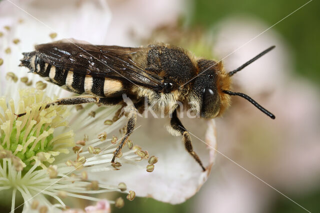 Grote kegelbij (Coelioxys conoidea)