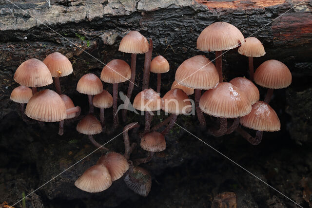 Grote bloedsteelmycena (Mycena haematopus)