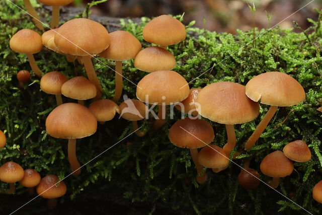 Common stump Brittlestem (Psathyrella piluliformis)