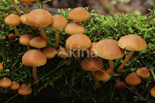 Witsteelfranjehoed (Psathyrella piluliformis)