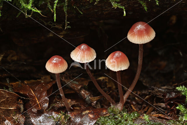 Burgundydrop bonnet (Mycena haematopus)