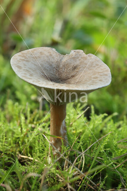 Geribbelde trechterzwam (Clitocybe costata)