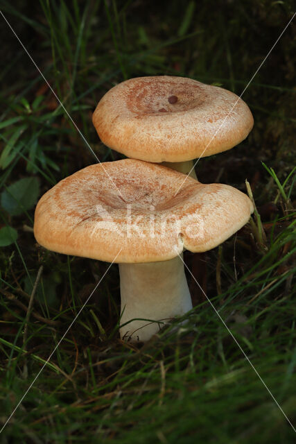 Zwavelmelkzwam (Lactarius chrysorrheus)