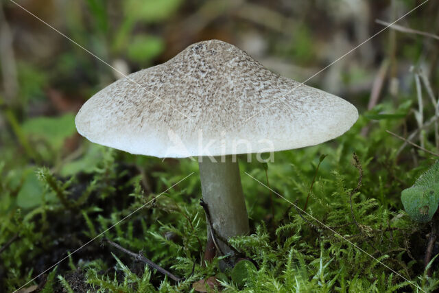 zilvergrijze ridderzwam (Tricholoma scalpturatum)