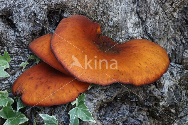 zuidelijke lantaarnzwam (Omphalotus olearius)