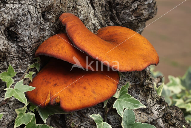 zuidelijke lantaarnzwam (Omphalotus olearius)