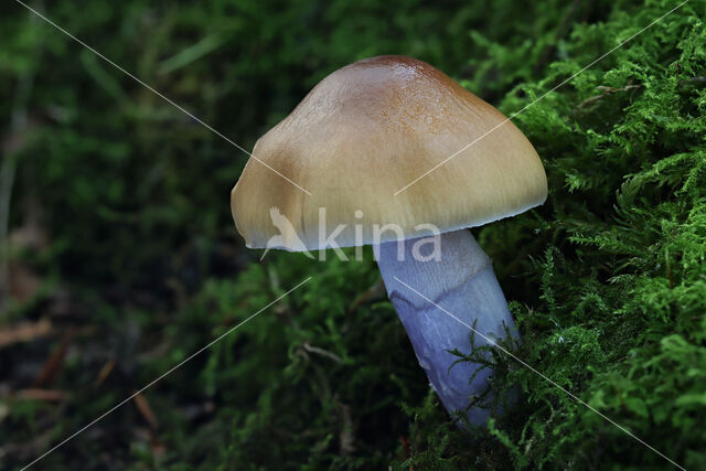 Wrinkled Webcap (Cortinarius lividoochraceus)