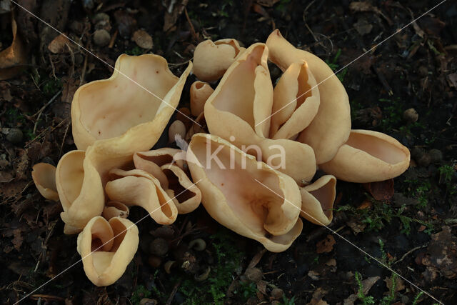 Hare's ear (Otidea onotica)