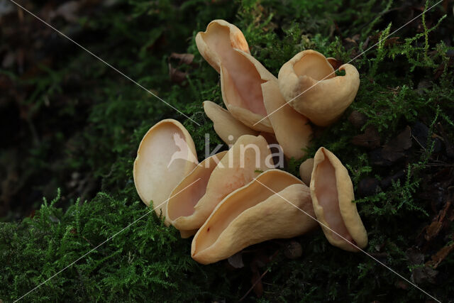 Hare's ear (Otidea onotica)