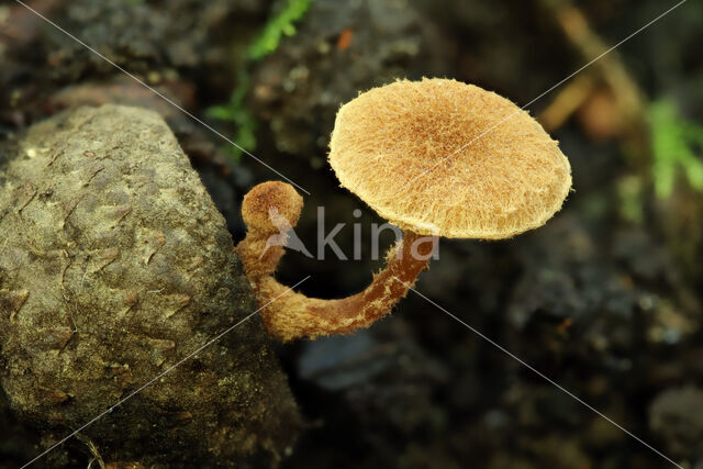 Zemelig donsvoetje (Tubaria conspersa)